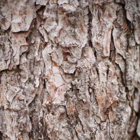 treet, natur, objekt, bark Oleg Pilipchuk - Dreamstime