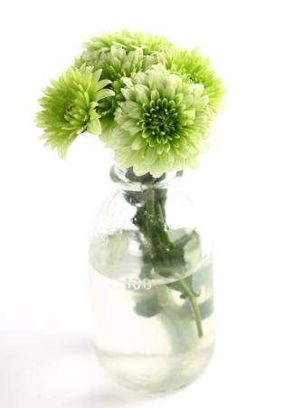 plante, blomst, grønn, vann, tube, vase Kerstin Aust - Dreamstime