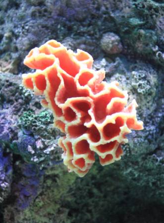 vann, koraller, flyte, flytende, rød, svamp Sunju1004 - Dreamstime