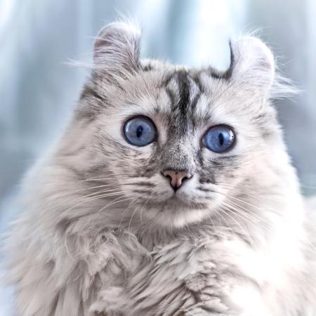 katt, øyne, dyr Eugenesergeev - Dreamstime