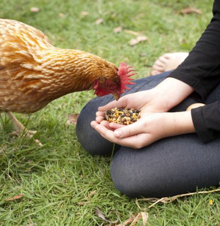 kylling, hender, spise, mat, gress, grønn Gillian08 - Dreamstime