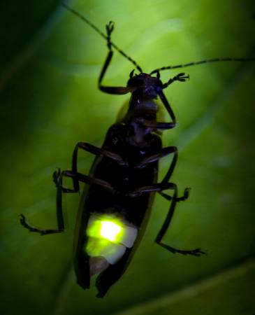 insekt, dyr, vill, dyreliv, små, blad, grønn Fireflyphoto - Dreamstime