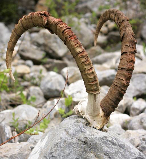 horn, steiner, dyr Roman Pichshev (Pishevroman)