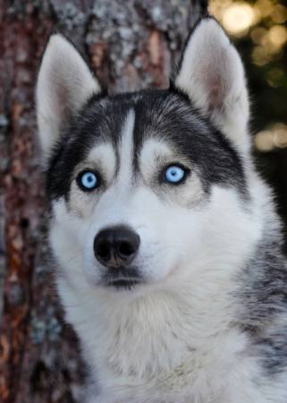 hund, øyne, blå, dyr Mikael Damkier - Dreamstime