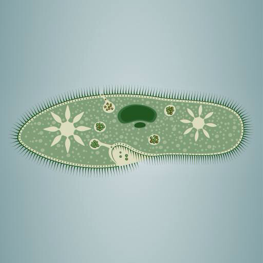 fotavtrykk, alger, grønn, stjerne, mikroskopisk, vev Vladimir Zadvinskii (Vladimiraz)