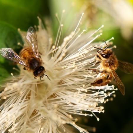 bier, natur, bie, polen, blomst Sheryl Caston - Dreamstime