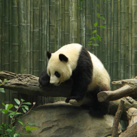 panda, bjørn, liten, svart, hvit, tre, skog Nathalie Speliers Ufermann - Dreamstime