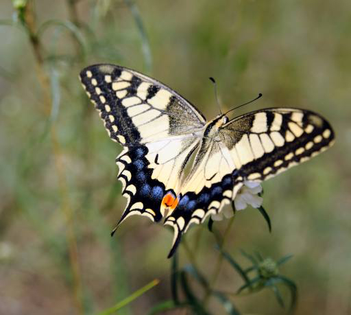 sommerfugl, insekt, dyr Sergey  Galushko (Galdzer)