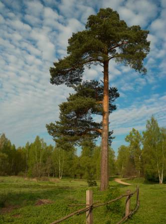 treet, hage, felt, natur, gjerde, vei, grønn Konstantin Gushcha - Dreamstime
