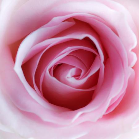 blomst, rosa Misterlez - Dreamstime
