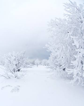 vinter, hvit, treet Kutt Niinepuu - Dreamstime