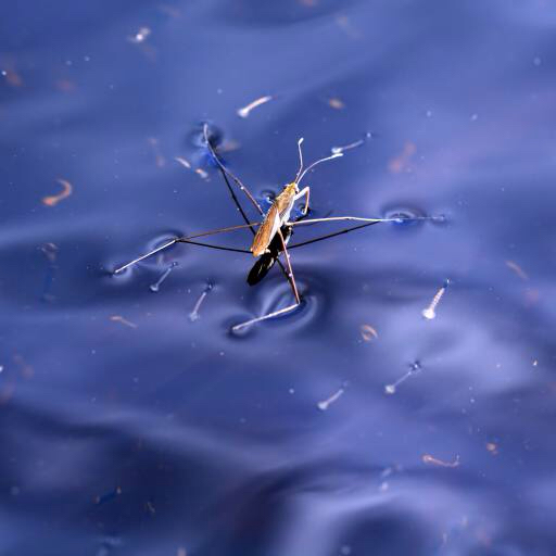 bug, insekt, vann, flyte, blå Sergey Yakovlev (Basel101658)