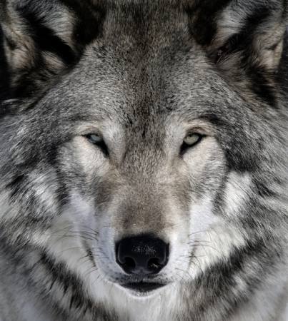 ulv, dyr, vill, hund Alain - Dreamstime