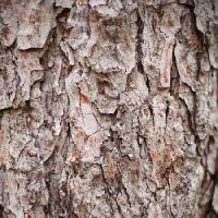 Pixwords Bildet med treet, natur, objekt, bark Oleg Pilipchuk - Dreamstime
