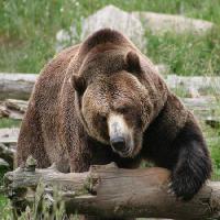 Pixwords Bildet med bjørn, dyr, vill Richard Parsons - Dreamstime