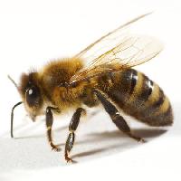 Pixwords Bildet med bie, flue, honning Tomo Jesenicnik - Dreamstime