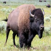 Pixwords Bildet med bison, dyr, grønt, bøffel, camp Alptraum - Dreamstime