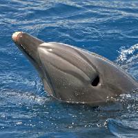 Pixwords Bildet med sjø, dyr, delfin, hval Avslt71