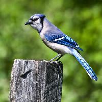 Pixwords Bildet med fugl, tre, bagasjerommet, blå Wendy Slocum - Dreamstime