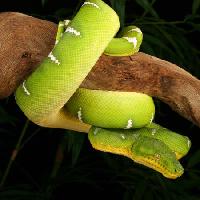 Pixwords Bildet med slange, vill, dyreliv, gren, grønn Johnbell - Dreamstime