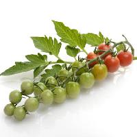 Pixwords Bildet med frukt, grønnsaker, tomater, tomat, grønn, rød, blader, mat Svetlana Foote (Saddako123)