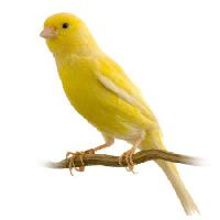 Pixwords Bildet med fugl, gul Isselee - Dreamstime
