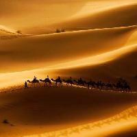 Pixwords Bildet med sand, ørken, kameler, natur Rcaucino