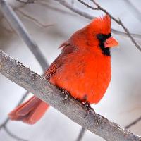 Pixwords Bildet med fugl, rød, dyr, vill (Markwatts104)
