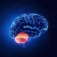 hjernen, lillehjernen, hode, human, hjerne Woodooart