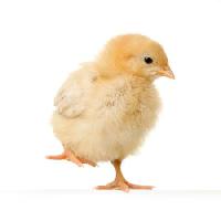 Pixwords Bildet med kylling, dyr, egg, gul Isselee - Dreamstime