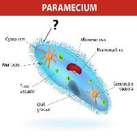 Pixwords Bildet med paramecium, mikrokjerne Designua