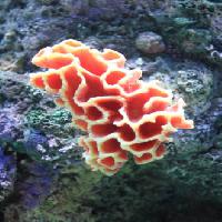 Pixwords Bildet med vann, koraller, flyte, flytende, rød, svamp Sunju1004 - Dreamstime