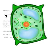 Pixwords Bildet med celle, cellular, grønn, oransje, kloroplast, nucleos, vacuole Designua