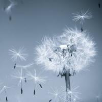 Pixwords Bildet med blomst, fly, blå, himmel, frø Mouton1980 - Dreamstime