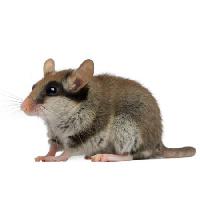 Pixwords Bildet med mus, rotte, dyr Isselee - Dreamstime