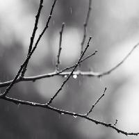 Pixwords Bildet med gren, tre, svart, hvit, regn, vann Mtoumbev