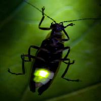 Pixwords Bildet med insekt, dyr, vill, dyreliv, små, blad, grønn Fireflyphoto - Dreamstime