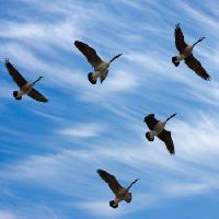 Pixwords Bildet med fugler, himmel, fly, skyer Scol22 - Dreamstime