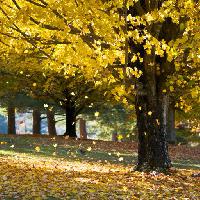 Pixwords Bildet med tre, trær, høst, blader, gul Daveallenphoto