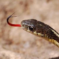 slange, dyr, vill Gerald Deboer (Jerryd)