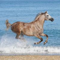 Pixwords Bildet med hest, vann, sjø, strand, dyr Regatafly