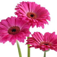Pixwords Bildet med blomster, blomst, rosa, fiolett Tatjana Baibakova - Dreamstime