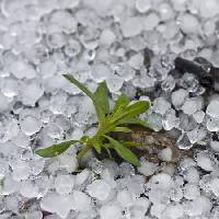 perler, is, regn, blomst, grønn, plante Dantautan - Dreamstime
