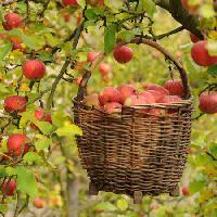 Pixwords Bildet med epler, basket, tree Petr  Cihak - Dreamstime