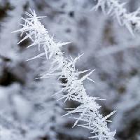 Pixwords Bildet med frost, is, vinter, pigg Haraldmuc - Dreamstime