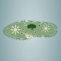Pixwords Bildet med fotavtrykk, alger, grønn, stjerne, mikroskopisk, vev Vladimir Zadvinskii (Vladimiraz)