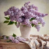 Pixwords Bildet med blomster, vase, lilla, bord, duk Jolanta Brigere - Dreamstime