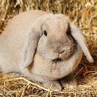 Pixwords Bildet med bunny, kanin, dyr, vill Petr Malyshev (Aberration)