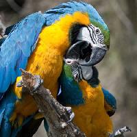 Pixwords Bildet med papegøye, fugl, farge, fugler Marek Jelínek - Dreamstime