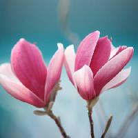 Pixwords Bildet med blomst, rosa Sofiaworld - Dreamstime